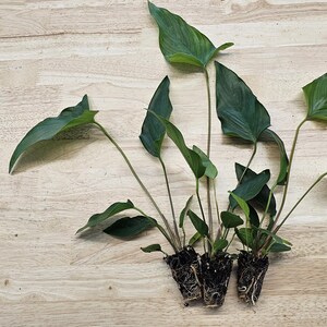 Centerpiece Bundle - 20-40 Gallon Tanks Our Choice Live Aquarium Aquatic Plants, Free Shipping, Buy 2 Get 1 Free image 9