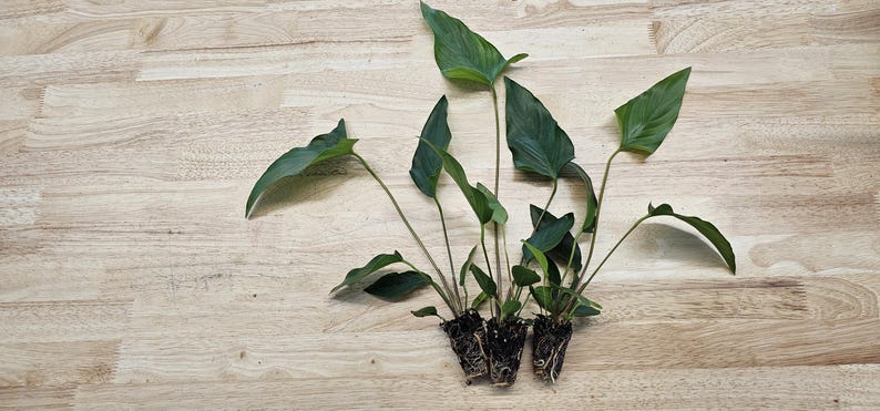 Centerpiece Bundle - 20-40 Gallon Tanks Our Choice Live Aquarium Aquatic Plants, Free Shipping, Buy 2 Get 1 Free image 9