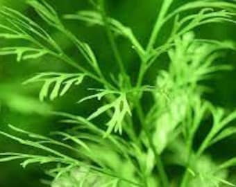 Water Sprite Lace Leaf Ceratopteris Thalictroide | Live Aquarium Plants | Freshwater Aquarium Decor | Buy2 Get1 Free | Free Shipping