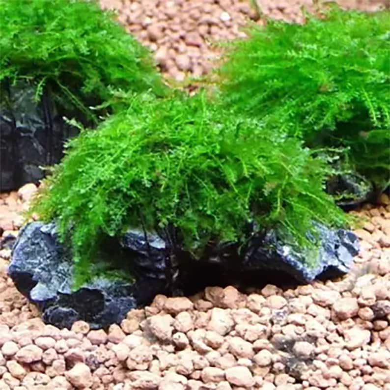 Weeping Moss Vesicularia Ferriei Live Aquarium Plants Fresh Water Aquatic Plants Fish Friendly PlantsBUY 2 GET 1 FREE Free Shipping 画像 6