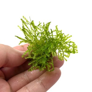 Weeping Moss Vesicularia Ferriei Size: 4 Ounce Cup, Live Aquarium Plants Easy Freshwater Aquatic Plant, Free Shipping, Buy 2 Get 1 Free