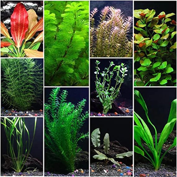 Assorted Live Aquarium Plants | Beginner-friendly Freshwater Decor - Etsy