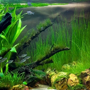 Hairgrass Eleocharis Vivipara BEGINNER Live Aquarium Plants Fresh Water Aquatci Grass Buy2 Get1 Free Free Shipping image 10