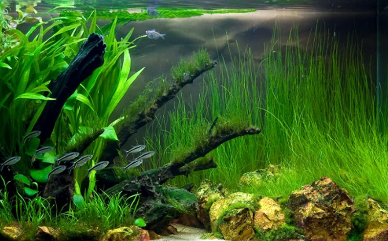 Hairgrass Eleocharis Vivipara BEGINNER Live Aquarium Plants Fresh Water Aquatci Grass Buy2 Get1 Free Free Shipping image 10