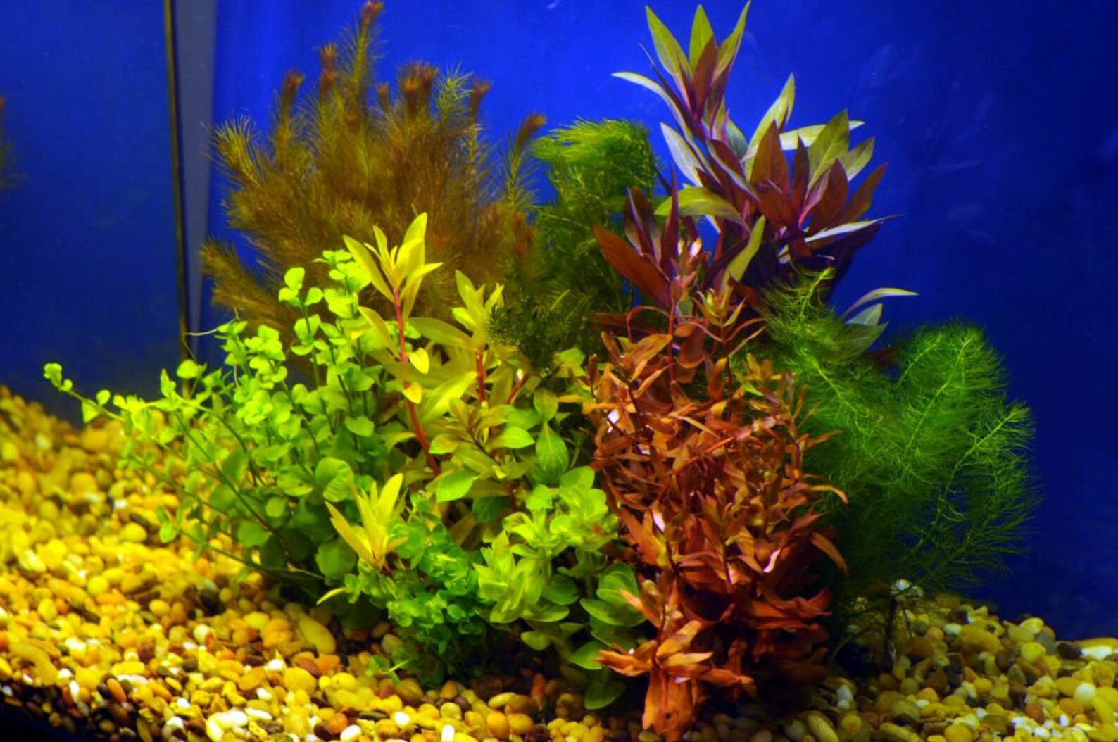 Assorted Mixed Plant Bunch Live Aquarium Aquatic Plants Free Etsy