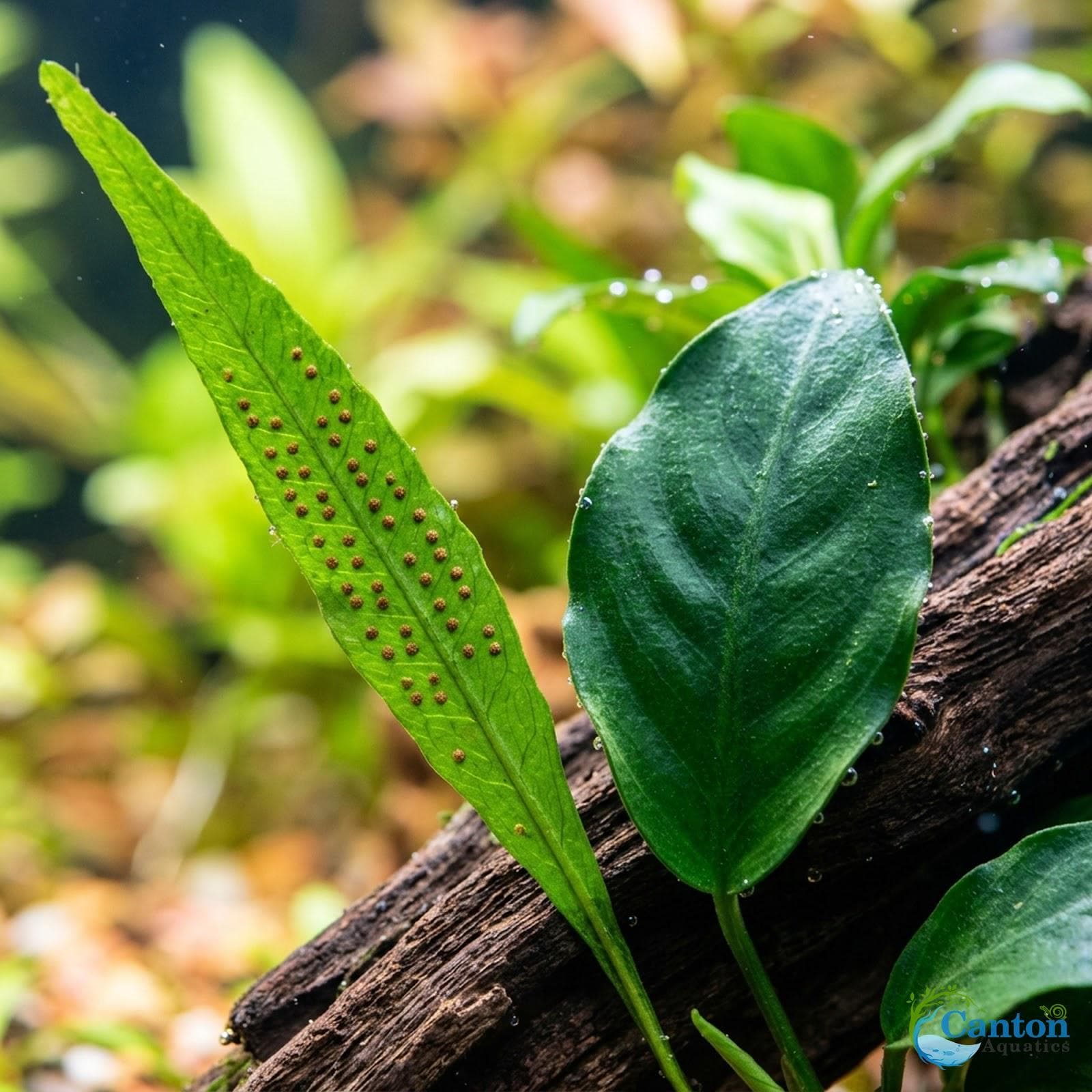 Java Fern & Anubias Nana (microsorum Pteropus, Anubias Barteri) | Live ...