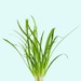 see more listings in the Live Rooted Plants section