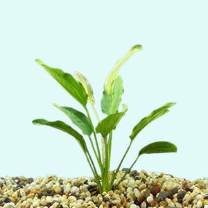 Echinodorus Oriental Sword: Live Freshwater Aquarium Plant - Easy Care, BUY 2 GET 1 FREE