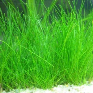 Dwarf Hairgrass Eleocharis Parvula Live Aquarium Plants Fresh Water Aquatic Grass Fish Friendly Free Shipping BUY 2 GET 1 FREE image 1