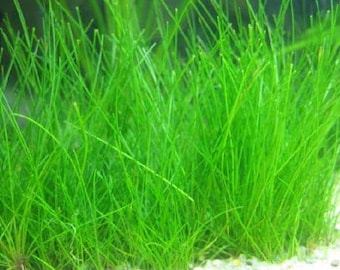 Dwarf Hairgrass Eleocharis Parvula | Live Aquarium Plants | Fresh Water Aquatic Grass | Fish Friendly | Free Shipping | BUY 2 GET 1 FREE