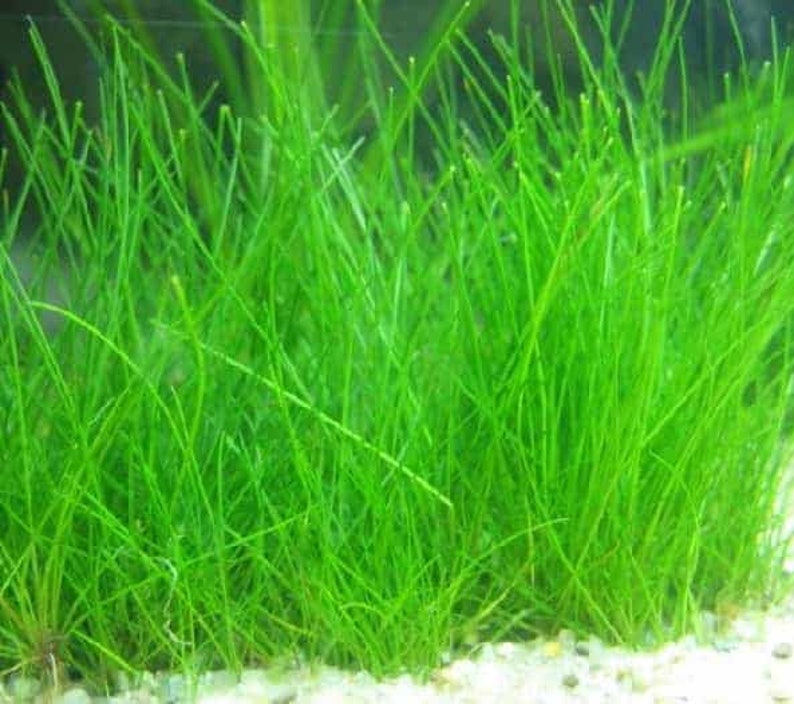 Dwarf Hairgrass Eleocharis Parvula Live Aquarium Plants Fresh Water Aquatic Grass Fish Friendly Free Shipping BUY 2 GET 1 FREE image 1