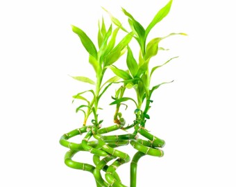 Lucky Bamboo Plant | Dracaena Sanderiana - 4