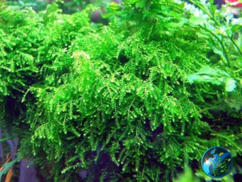 Weeping Moss Vesicularia Ferriei Live Aquarium Plants Fresh Water Aquatic Plants Fish Friendly PlantsBUY 2 GET 1 FREE Free Shipping image 1