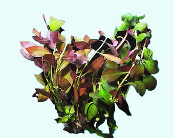 Ludwigia Repens (Dark Red) Bunch | Colorful Live Aquarium Plants | Easy to Grow Aquatic Plants | Buy2 Get1 Free
