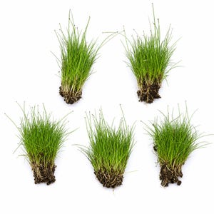 Dwarf Hairgrass (Eleocharis Parvula) Live Aquarium Plant, 5 Pots, Foreground Carpet, Buy 2 Get 1 Free