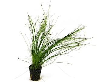 Hairgrass (Eleocharis Vivipara), Live Aquarium Plant, Aquatic Grass For Aquarium Decor, Free Shipping, Buy 2 Get 1 Free