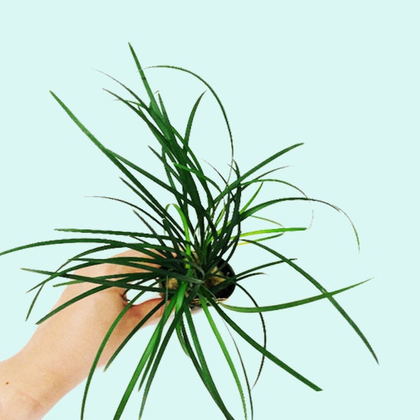 Mondo Grass (Ophiogon Japonica) | Live Aquarium Plants | BUY 2 GET 1 FREE | Free Shipping