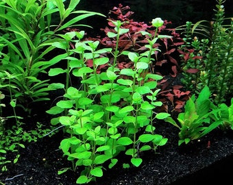 Mint Charlie Micromeria Brownei Bunch - Live Aquarium Plants - Freshwater Fish Tank Plants - BUY 2 GET 1 FREE - Free Shipping