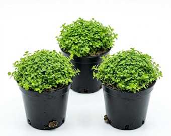 Monte Carlo Micranthemum Live Aquarium Plants Carpet Aquascape, Foreground, Aquascaping, Buy 2 Get 1 Free