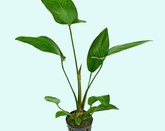 Anubias Hastifolia: Low-Maintenance Aquarium Plant (Bare Root) - BUY 2 GET 1 FREE