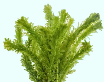 Anacharis Egeria Densa Bunch | Live Aquarium Plants | Fresh Water  Aquatic Plants For Aquarium Decoration | Free Shipping | BUY 2 GET 1 FREE