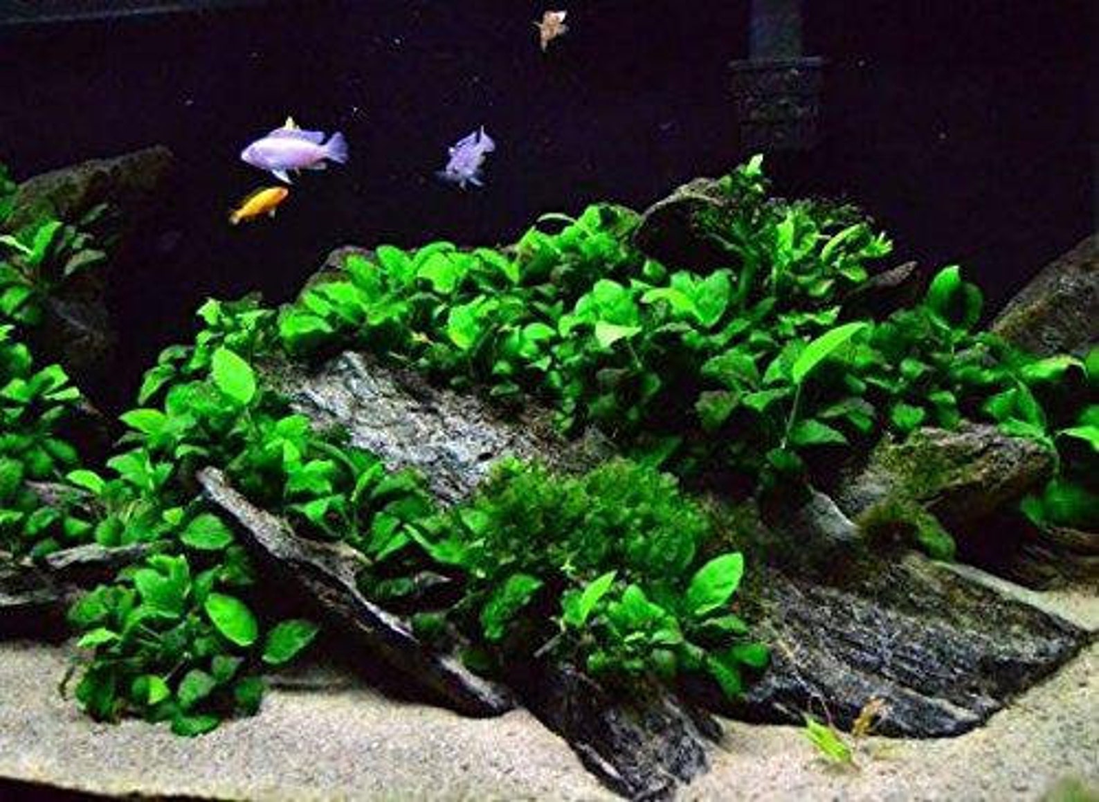 EZ2GROW Live Aquarium Plant ANUBIAS Nana Petite On Lava Etsy