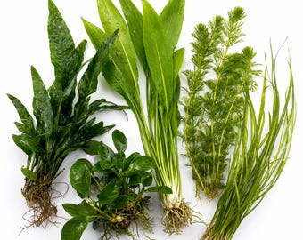 Bucephalandra Silat Cirle - Etsy