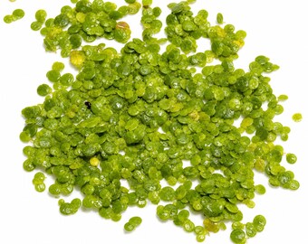 Duckweed (Lemna Minor) Live Aquarium Plants, Floating, Fast Growing, Natural Filtration, Buy 2 Get 1 Free