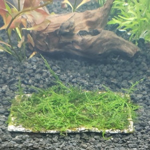 Weeping Moss Vesicularia Ferriei Live Aquarium Plants Live Territarium Moss Rug Fresh Water Aquatic Plants BUY 2 GET 1 FREEFree Shipping image 8