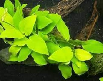 Golden Anubias Barteri Nana: Easy Live Aquarium Plant Decoration - Buy 2 Get 1 Free