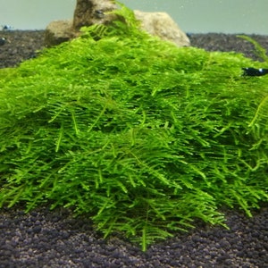 Flame Moss Taxiphyllum 'Flame' 2 Ounce Cup Live Aquarium Plants BUY 2 GET 1 FREE Free Shipping image 10