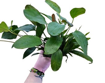 Anubias Barteri Large Bare Root 10+ Inches Live Aquarium Plants Easy Freshwater Aquatic BUY 2 GET 1 FREE