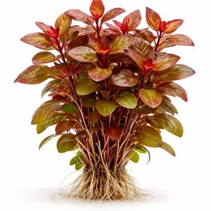 Ludwigia Repens Dark Red: Live Freshwater Aquarium Plant - BUY 2 GET 1 FREE