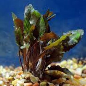 Cryptocoryne Wendtii Brown Small Live Aquarium Plants BUY 2 GET 1 FREE Free Shipping image 2