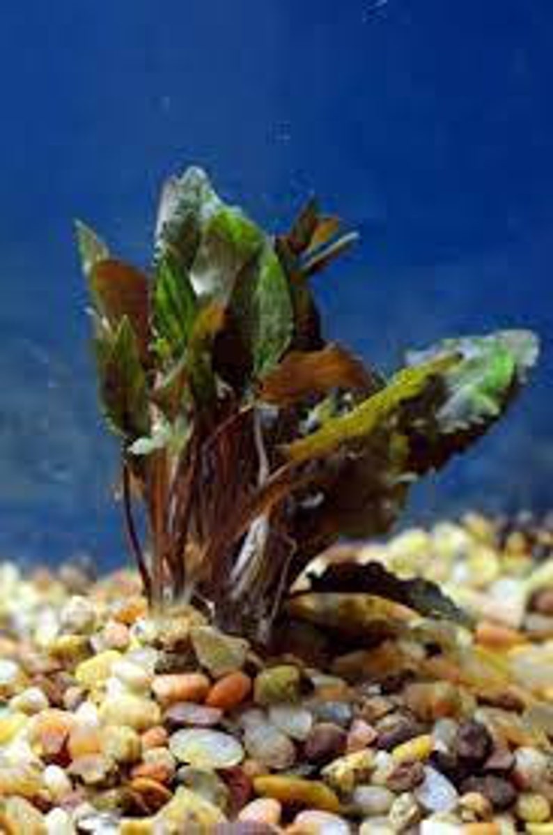 Cryptocoryne Wendtii Brown Small Live Aquarium Plants BUY 2 GET 1 FREE Free Shipping image 2