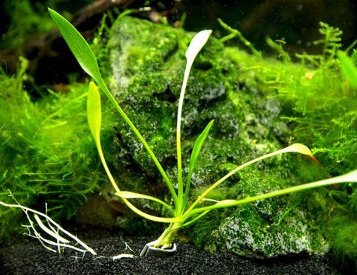 Plant Anchor Weights 10 Pieces Live Aquarium Aquatic Plants Etsy