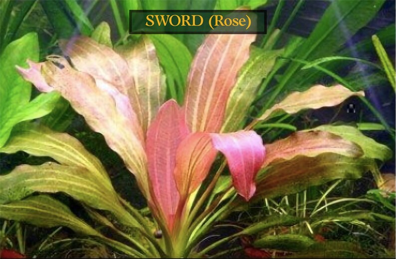 Amazon Sword Echinodorus Red Rose Low-Maintenance Aquatic Plants Live Aquarium Plants Easy To Care Fish Friendly Free Shipping image 4