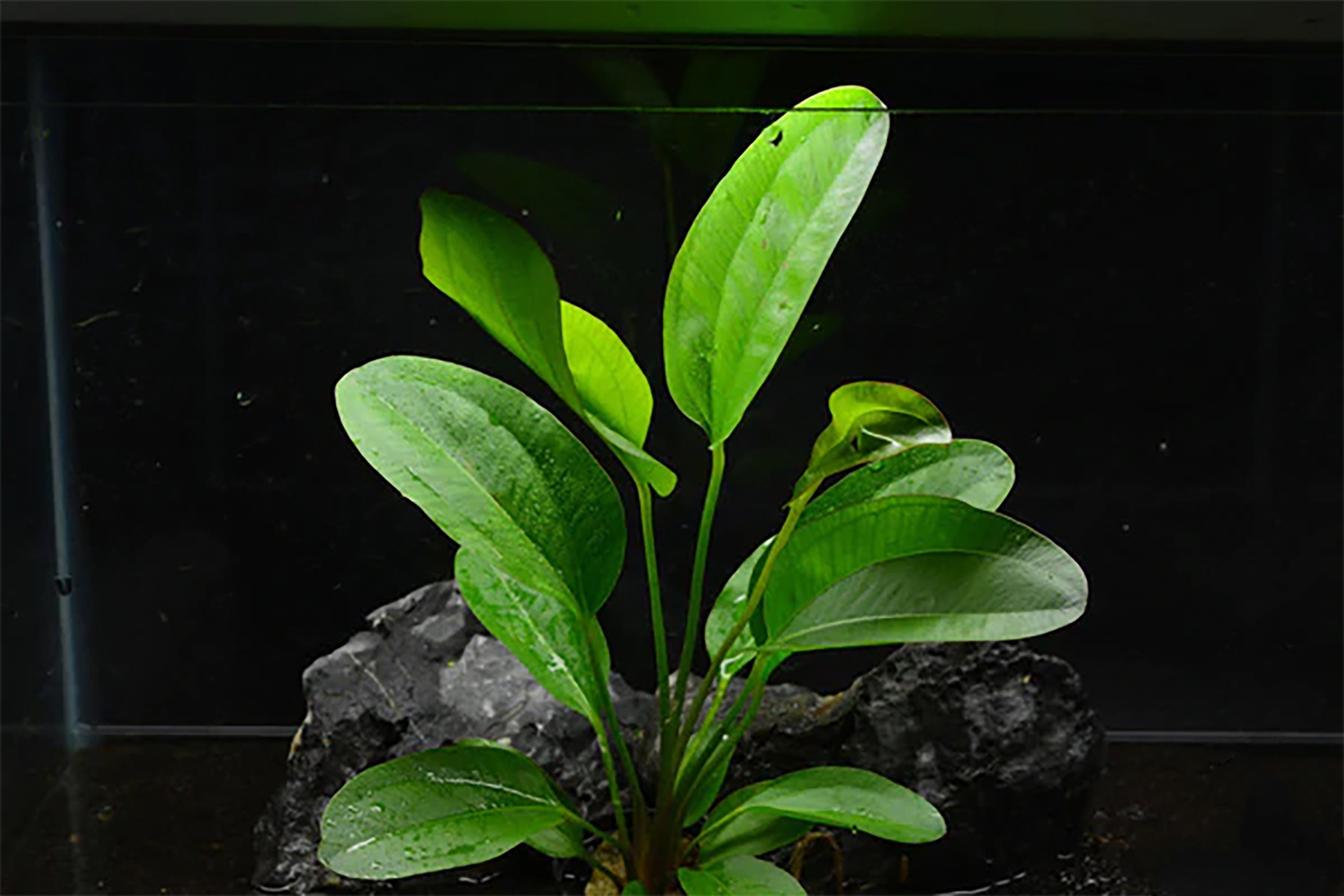BEGINNER Live Aquarium Plant Amazon Sword Echinodorus Etsy