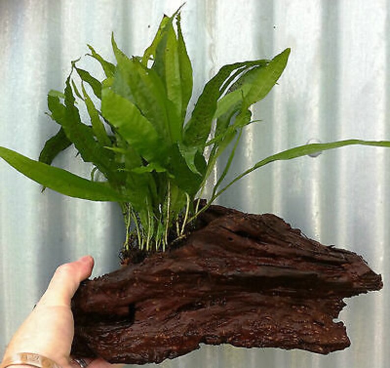 Java Fern Microsorum On Large Driftwood 812 Inches Live Etsy