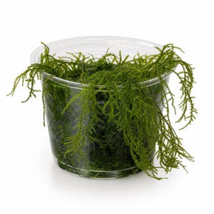 May include: A clear plastic container filled with vibrant green aquatic moss. The moss features delicate, feathery, and branching stems that spill over the rim of the transparent cup, creating a dense and textured appearance of lush, dark green foliage.