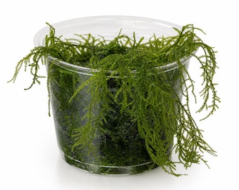 Willow Moss Fontinalis Antipyretica: Live Freshwater Aquarium Plant, Low Light, Easy Care, Shrimp Safe, Buy 2 Get 1 Free