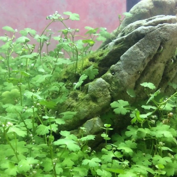 Live Aquarium Plants Etsy