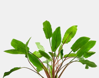 Easy AQUARIUM PLANTS  Cryptocoryne Wendtii Green Bare Root Buy2 Get1 Free