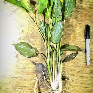 Amazon Sword Echinodorus Kleiner Bar BEGINNER Live Aquarium Plants Fresh Water Aquariym Plants Buy2 Get1 Free Free Shipping image 4