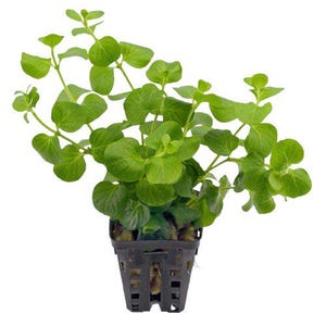 May include: A vibrant green aquatic plant with rounded, opposite leaves growing from a black plastic mesh pot. The plant features multiple branching stems extending upwards and outwards, with visible root structures nestled within the dark container.