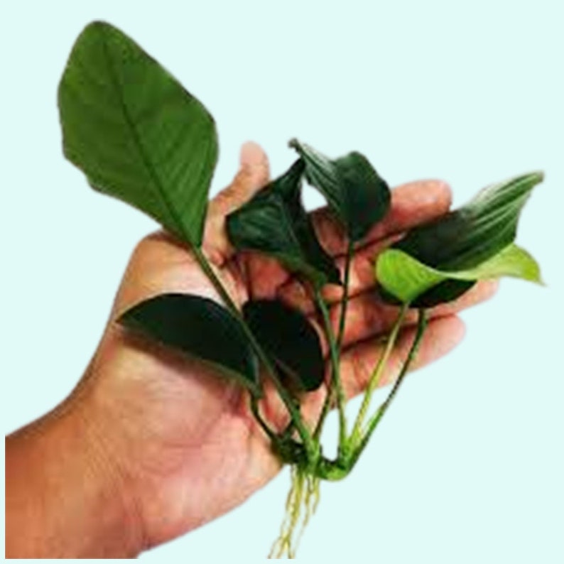 Anubias Barteri Nana Bare Root Large Easy AQUARIUM PLANTS Fish Friendly Plants For Aquarium Decor Buy2 Get1 Free Free Shipping image 6