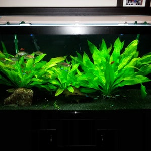 Amazon Sword Echinodorus Bleheri Live Aquarium Aquatic Plants Free Shipping image 6