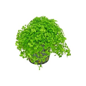 Monte Carlo Micranthemum Live Aquarium Plants | BUY 2 GET 1 FREE | Carpet Aquascape