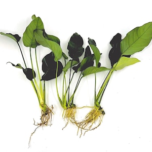 Anubias Aquatic Plant Bundle: Easy, Low-Light Freshwater Aquarium Decor for Beginners (3 Pack) - BUY 2 GET 1 FREE, Free Shipping