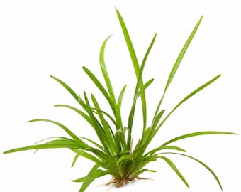 Dwarf Sagittaria Subulata | Live Freshwater Aquarium Plants | Free Shipping - Buy Two Get One Free